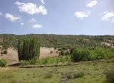 جنگل بلوط گلدره زردلان -استان ایلام