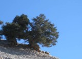 درخت سرو کهنسال