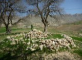 مقبره بابا حیدر باباگیر زرنه در استان ایلام
