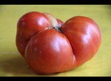 گوجه فرنگی ایلام